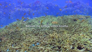 LAGOON 19_CORAL RESTORATION_AUG2025
