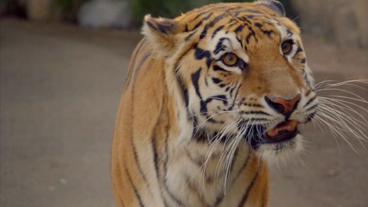 A man brazenly provoked a tiger, only to be swiftly met with retaliation! A thriller.