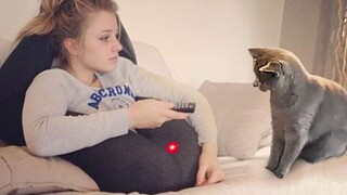 Cat Vs Laser Pointer - Totally Random Funny Animal Videos 2021 | Pet Squad