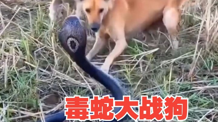 Can a dog easily defeat a venomous snake?
