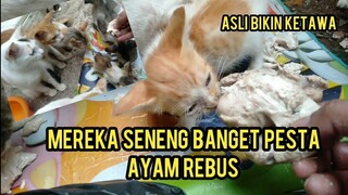 Video Anak Kucing Lucu Pada Rebutan Ayam Samapai Begini..!