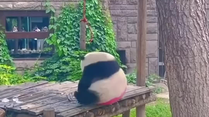 ตัวกลมๆ ของแพนด้าน่ารัก