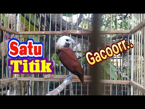 jangan kaget emprit kaji jadi terpancing jadi ikut gacor setelah mendengar emprit kaji ini.