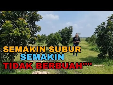 SEMAKIN SUBUR SEMAKIN TIDAK BERBUAH ...