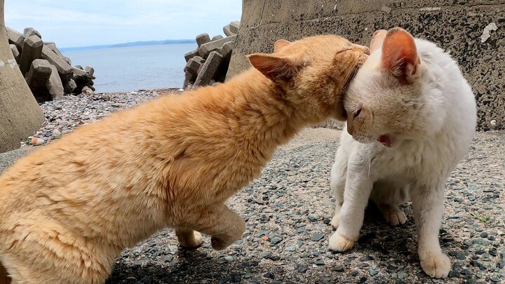 Kucing-kucing yang selalu bertengkar dengan suara imut mulai berkelahi, jadi aku pun turun tangan me
