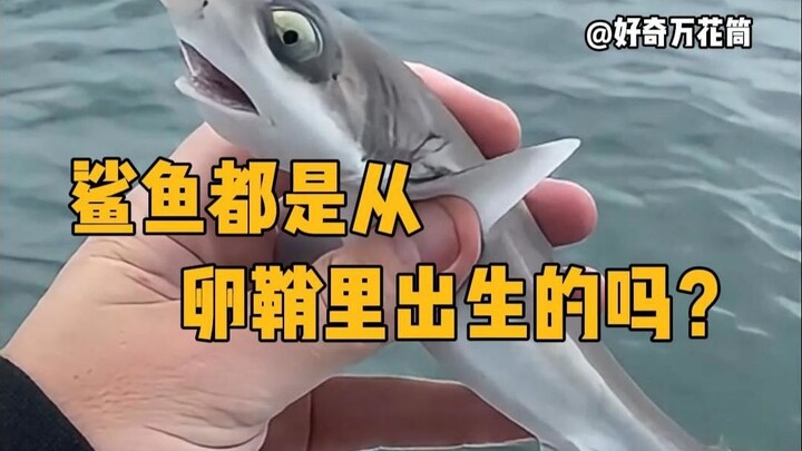 ฉลามทุกตัวเกิดจากถุงไข่หรือเปล่า? #ความรู้วิทยาศาสตร์ #สัตว์มหัศจรรย์ #ฉลาม #ได้ความรู้ใหม่