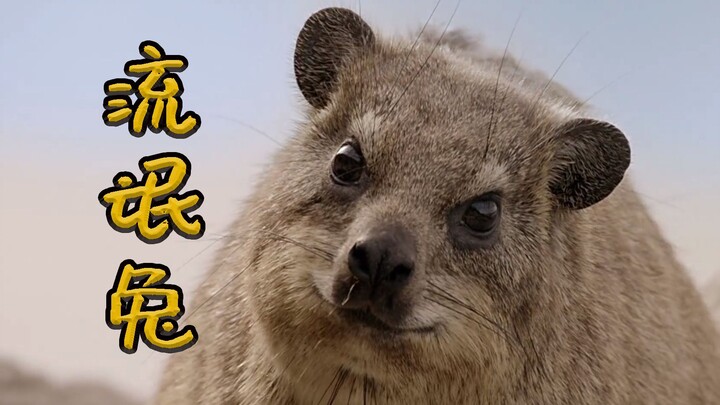 يا راكب الصخرة القديم الوقح، ما بتفكّر إلا في إدخال الدفء لزوجات الآخرين!