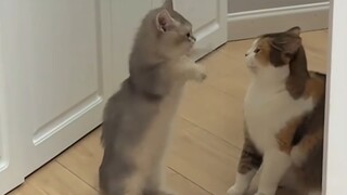 我的猫第一次当妈妈