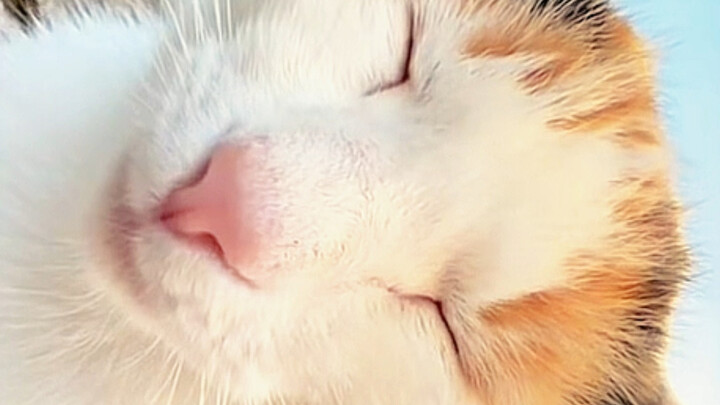 อ๊ากกกก～เจอเหมียวอารมณ์เย็นสุดๆ ตัวหนึ่งเลย