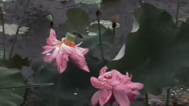 "Indeed, life's regrets flow eastward like the river."