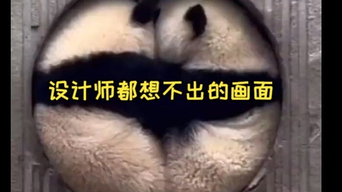 مشهد لم يستطع حتى أبرز المصممين تخيله، أبدعته الباندا بعبثها!