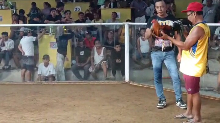 VRS Kelso x Sweater bullstag