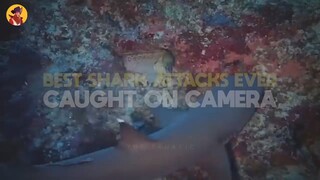 shark attack