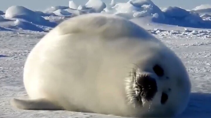 A soft and sweet glutinous rice cake rolling on the snow