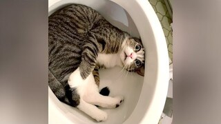 I SWEAR you will CRY WITH LAUGHTER! - Ultra FUNNY PETS & ANIMALS