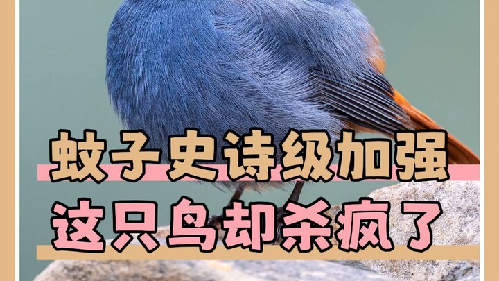 ยุงวิวัฒนาการแล้ว? นกกระจาบหางแดง: ไว้ฉันจัดการเอง