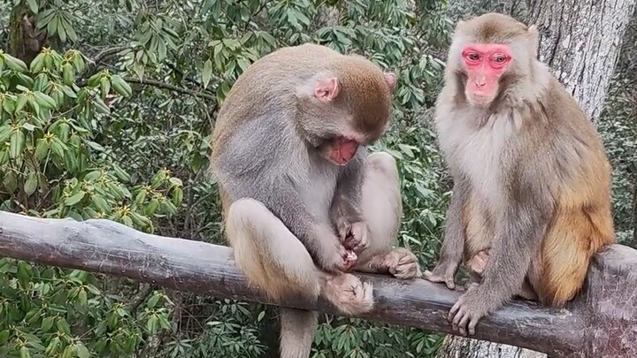 Kakak Monyet, ini sedang ngapain nih?