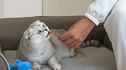 Chỉ cần dẫm nhẹ lên đuôi là có ngay món mèo yêu thích?