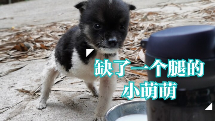 【Lao Feng Yang】Tiga adik perempuan yang menggemaskan menyelamatkan seekor anjing kecil berbulu lucu 