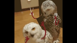 Have you ever seen such a goofy (cute) bird of prey—the snowy owl? Real men should hang out with bir