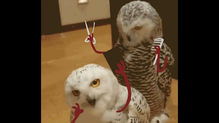 你见过这么沙雕（可爱）的猛禽雪鸮么？猛男就要看猛禽~！！