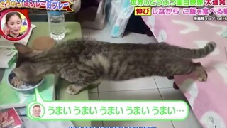 The Japanese program team selected the "funniest animals around the world" in 2019 ＼(・｀(ｪ)・)/