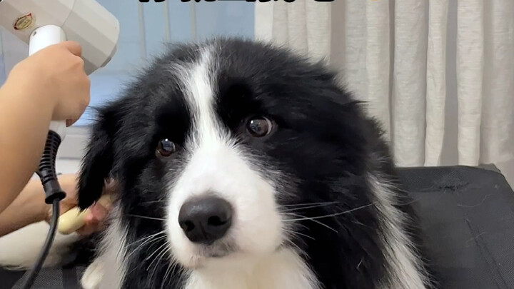 The puppy looks so upset.