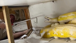 Senang sekali melihat induk ular piton emas melahirkan banyak bayi! Tapi sangat tidak senang dia men