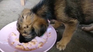 หนูชื่อกล้วยหอม กินข้าวกับปลากระป๋อง