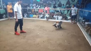 2nd fight 2 cock Derby 🐓 May 24 Lose Diman tyu pinalad Mag Champion 🏆 Babalik tayu ng mas malakas.