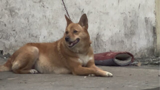 A dog that had been tied up for thirteen years finally got a day of freedom...