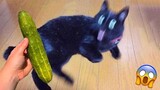 Funny Dog And Cat 😍🐶😻 Funniest Animals #219