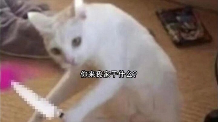 🐱“Tình hình lần này khá nghiêm trọng”🐱