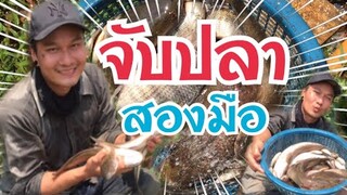 น้ำแห้งมาจับปลากัน🐟🐠 ปลานิล | ปลาช่อน| เยอะจนเอากลับบ้านไม่หมด