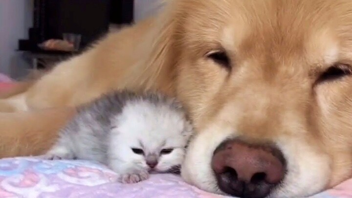 Baby Animals 😍 Funny Cat and Cute Dog Compilation - Cute VN