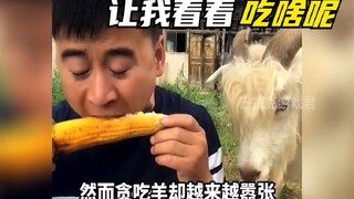 Why does this sheep eat everything?