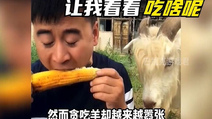 Why does this sheep eat everything?