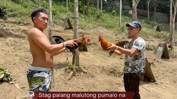Malutong Pumalo ng SBR