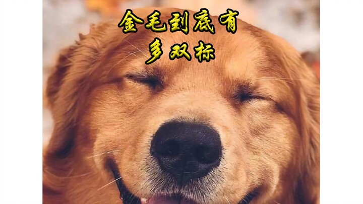 双标狗金毛
