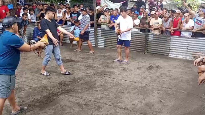 Bulik vs bulik, tarlac tupada.