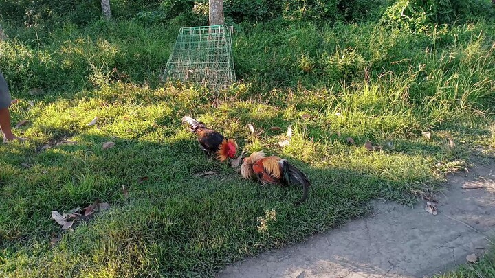 1x winner black hennie straight comb vs pumpkin hatch sparring