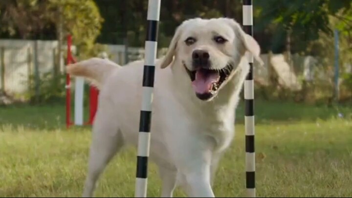O focinho do seu cachorro consegue sentir calor à distância?