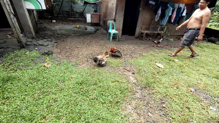 Hennie vs Blacksun hatch own bloodline