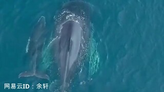 【余轩】鲸鱼竟然把水吹出了电音的感觉~