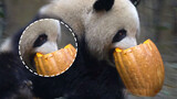 [Panda] Daging labu telah kembali!