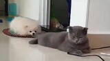 Proof that cat is not born with its tail