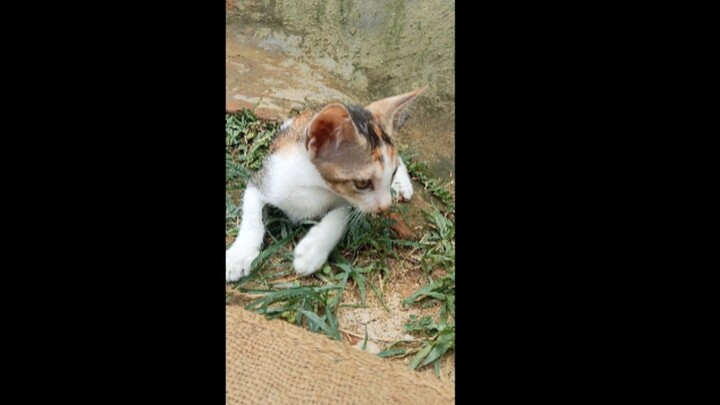 my beautiful cats video