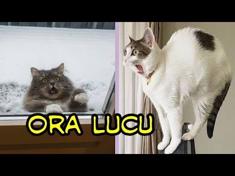 JANGAN LIHAT..!! tidak Lucu
