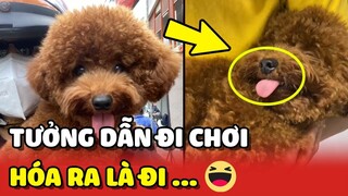 Bé Poodle "KHÓC THÉT" vì bị con Sen lừa đi chơi, hóa ra là đi ... 😂 | Yêu Lu