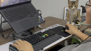How can there be such an amazing little cat?!